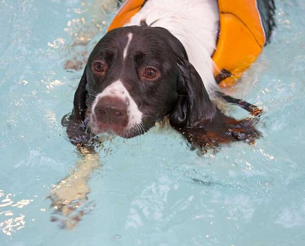 Chester Doing The Dog Paddle