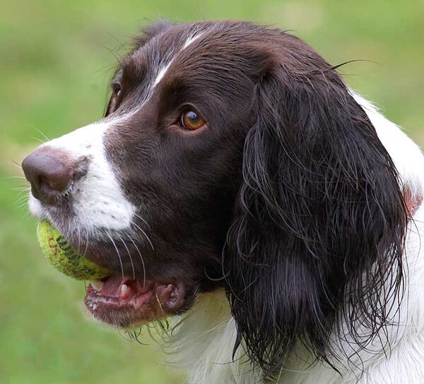 Chester Holding A Ball