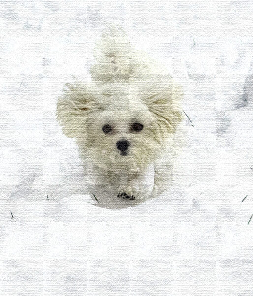 Wow, snow - good camouflage for me
