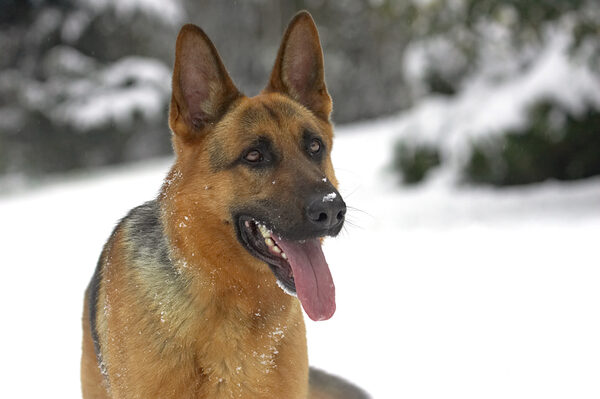 Whaddya mean, I've got snow on my nose?