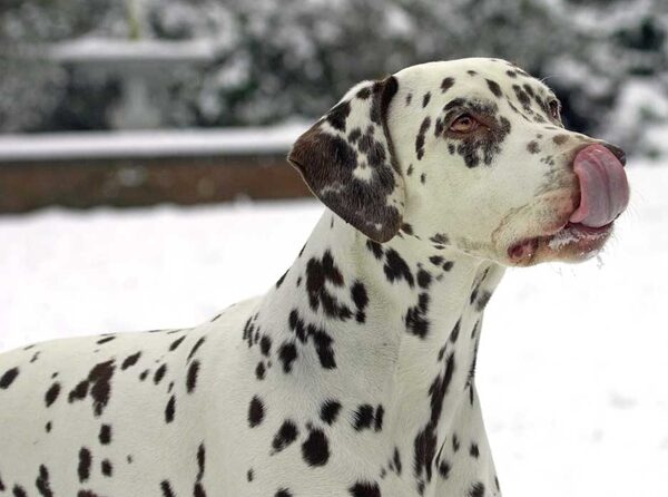I didn't eat  the yellow snow
