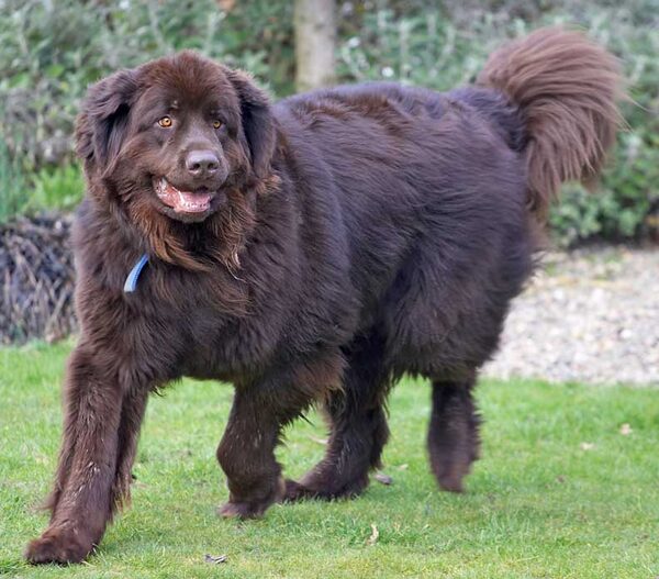 Toby the Newfoundland on the Gallop