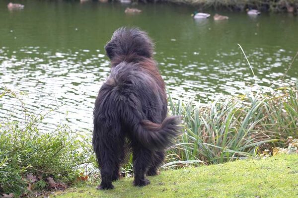 Jemma eyeing up the ducks