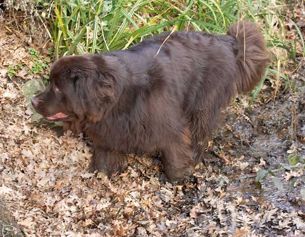 Toby in the Small Stream