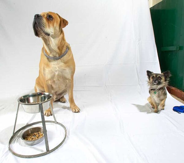 Brutus and Pee Pee Getting Ready to Eat