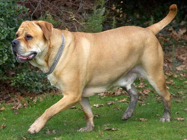 Brutus Running in the Garden