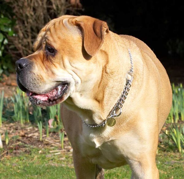 Brutus' Profile