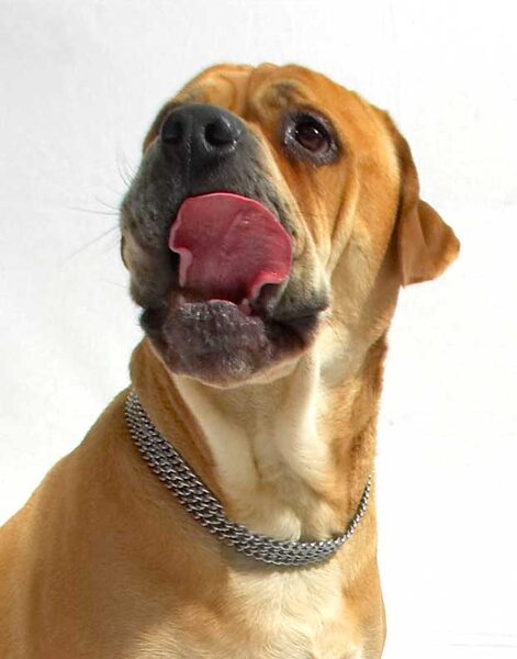 Brutus Licking His Chops