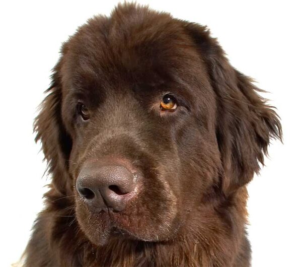 Toby Giving Us The Stare