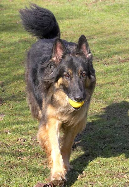 Trunks Bring Back the Tennis Ball