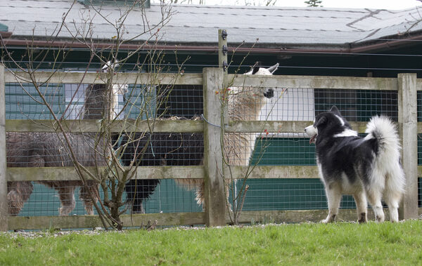 Boy, those are big dogs