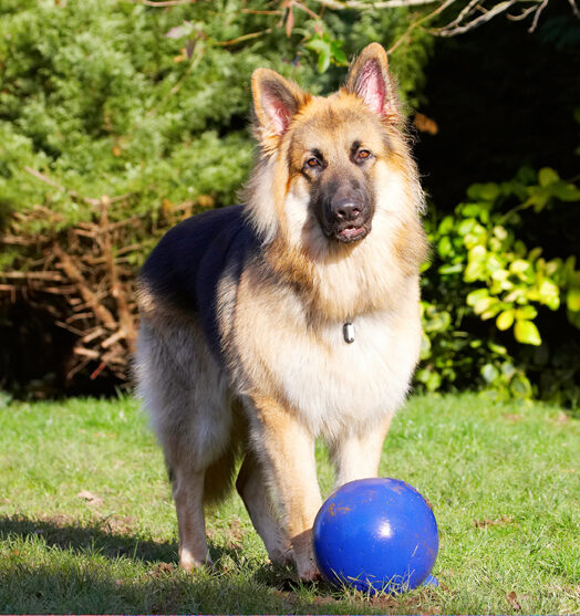 Are we gonna play, or wot??
