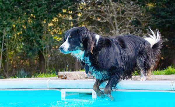 Hmmm, now how do I get the ball?!