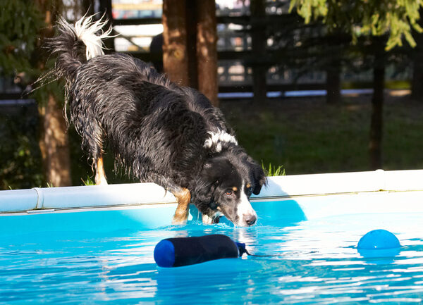 I WANT that ball