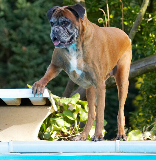 Boy, this is a big pool