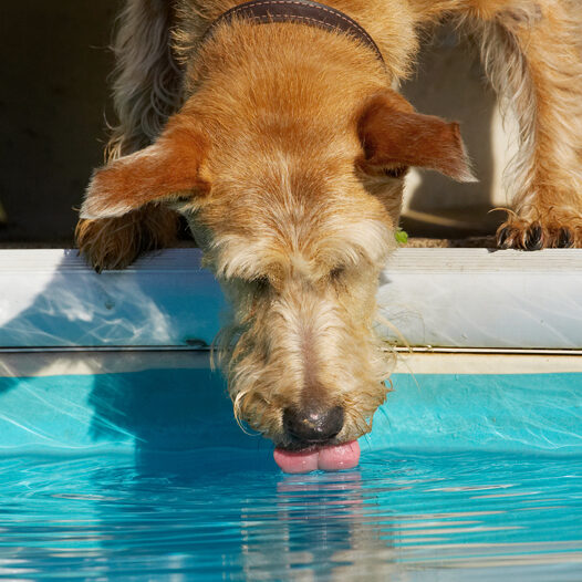 Cool watering hole