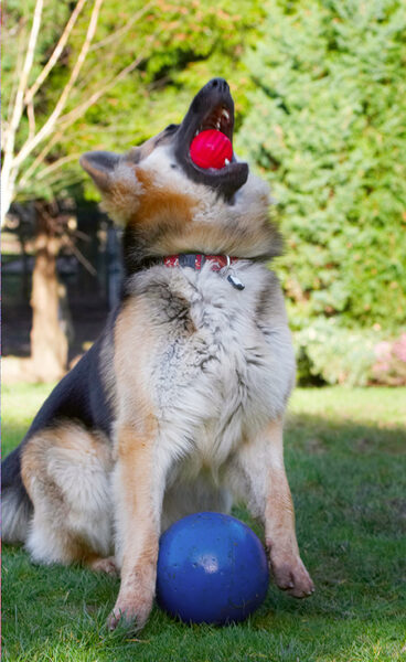 Yo, a catch from a sitting position
