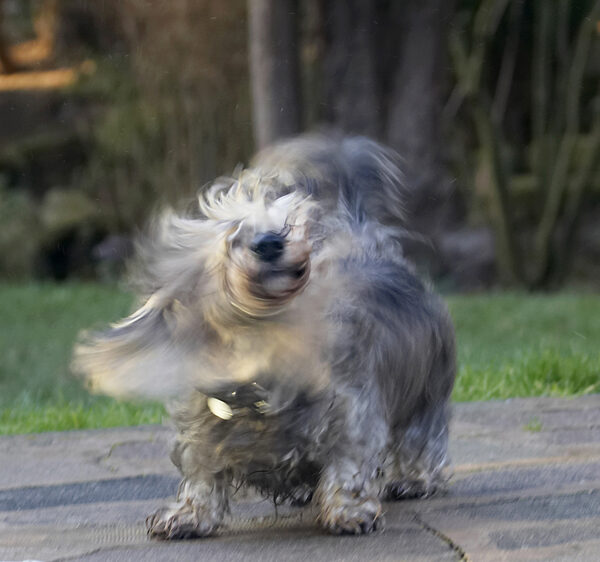 Shake ..........