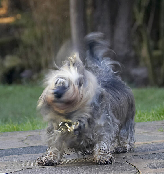 ......... rattle .............