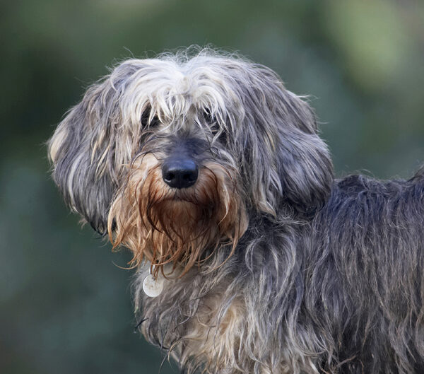Dog photo
