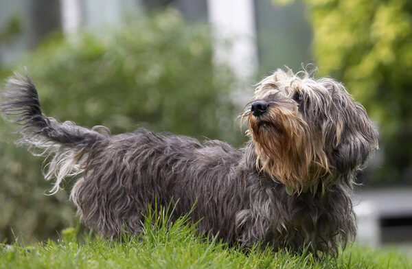 Dog photo
