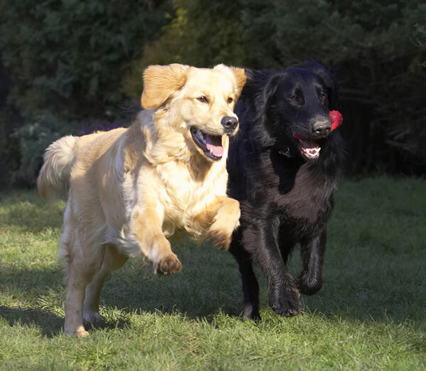 I see a ball that needs a dog