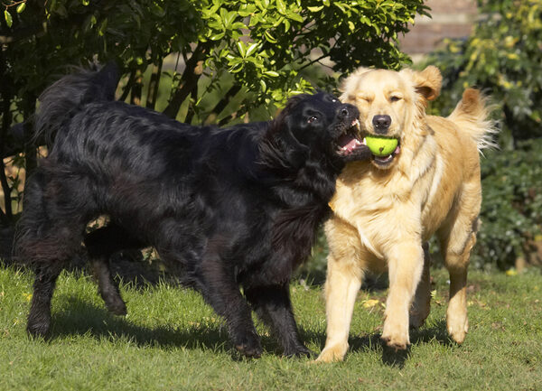 .... ball