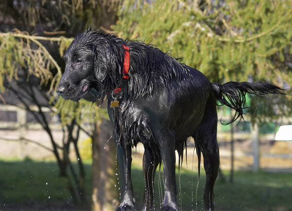 I feel a bit of a drip