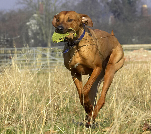 Look, I'm like a gazelle