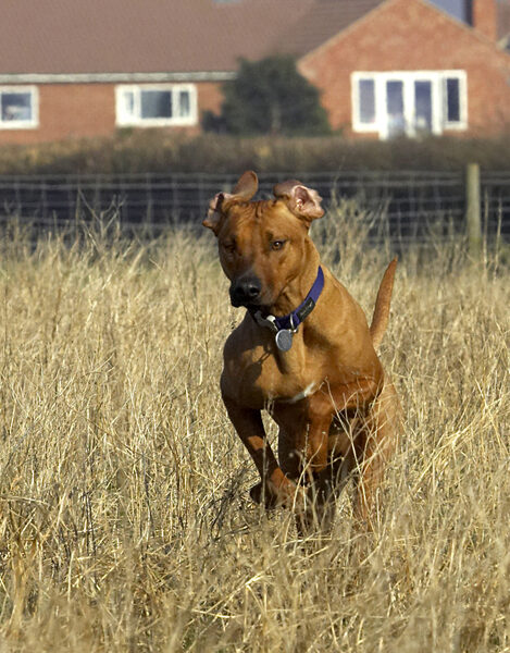 I see a ball wot needs a dog