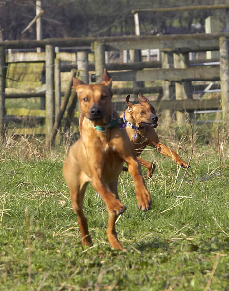 Hot pursuit