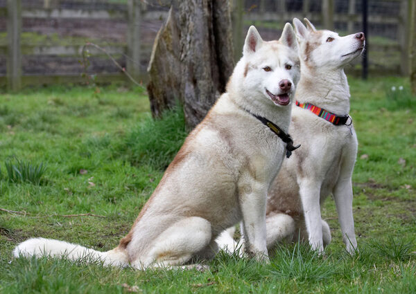 Hey, look, we're being good boys