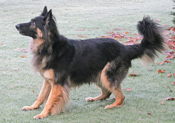 Trunks Waiting for Vic To Throw The Ball