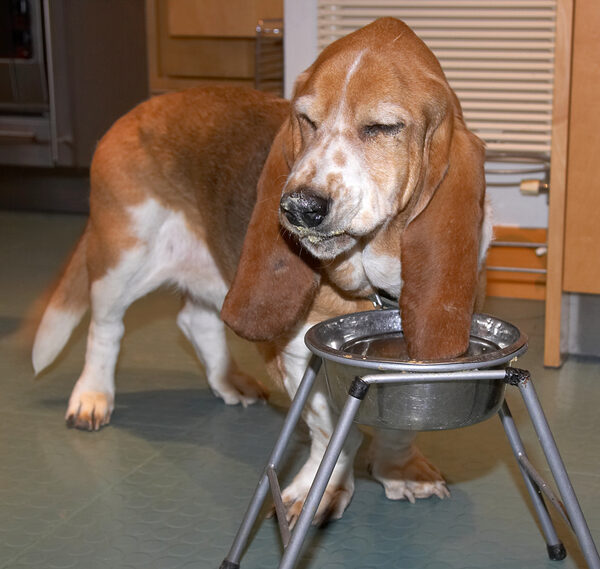 Douglas at Breakfast