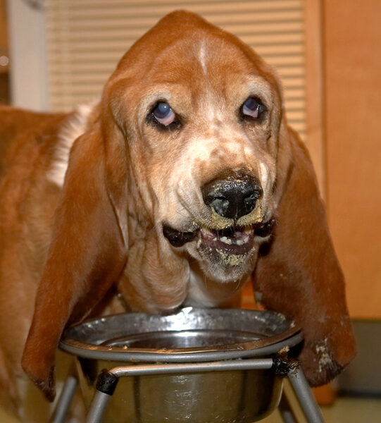 Douglas Having Breakfast