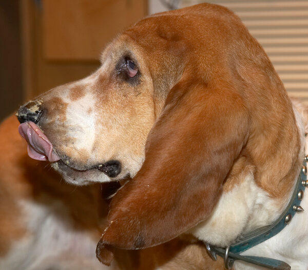 Douglas Licking His Chops