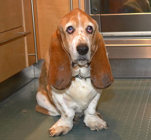 Douglas Waiting for Breakfast