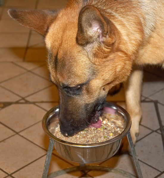 Sasha Enjoying His Dinner