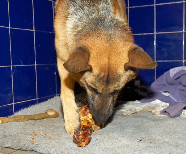 Sasha Enjoying a Bone