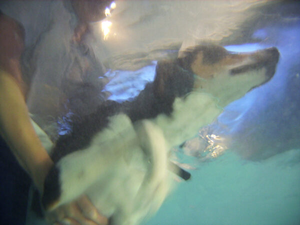 Underwater View