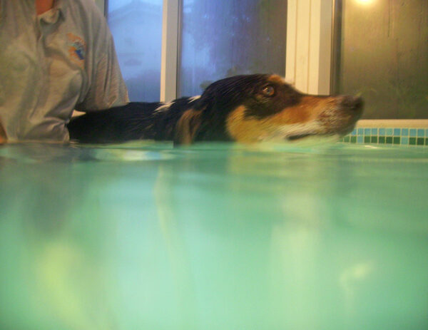 Murphy in the Pool