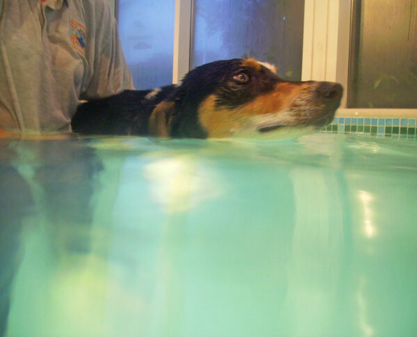 Murphy in the Pool