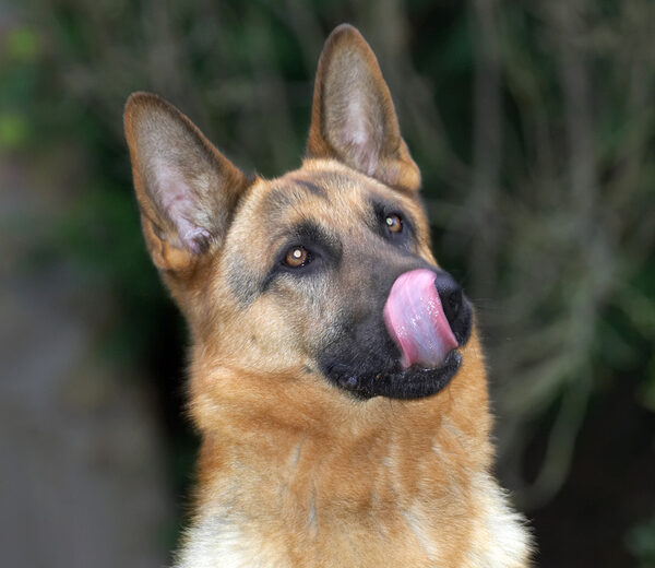 Sasha Licking His Chops