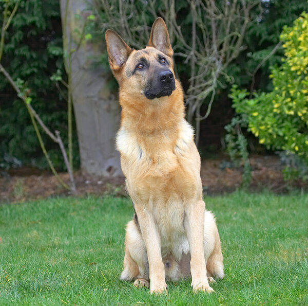 Sasha Posing for the Camera