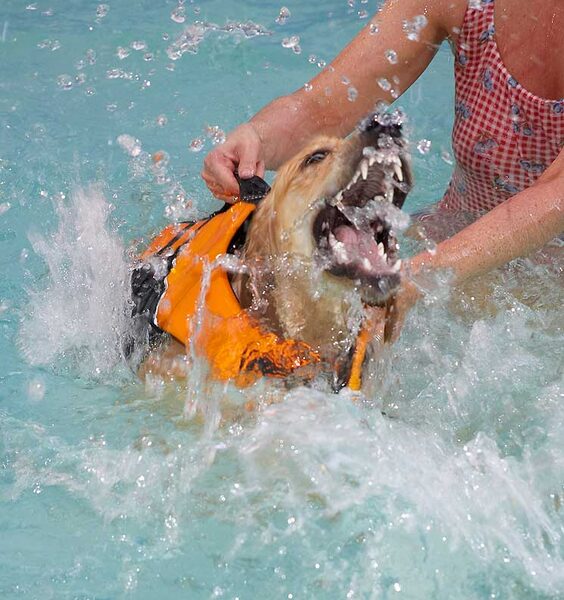 Bella swimming and eating water at the same time