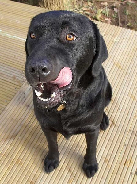 Rupert Licking His Chops