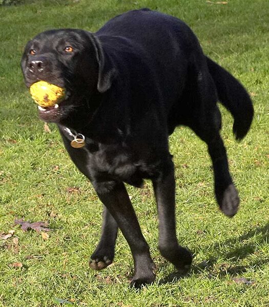 Rupert With Yellow Ball