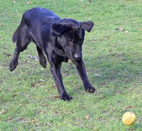 Rupert Pouncing on the Yellow Ball