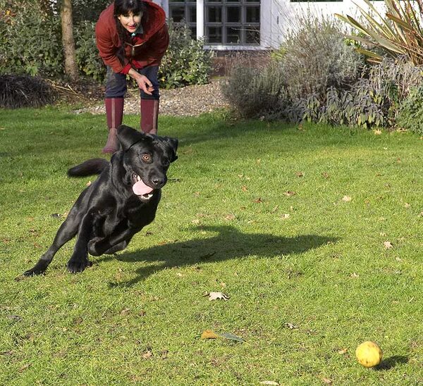Rupert Playing Catch