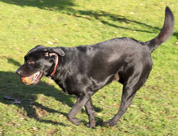Rupert Playing Catch